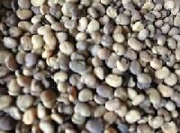Cluster Bean Seeds
