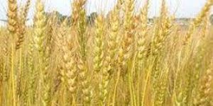 Wheat Seeds