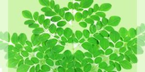 Moringa Leaf
