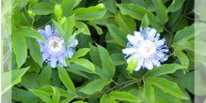 Passiflora Incarnata Herb