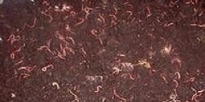 Vermicompost