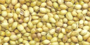 Coriander Seeds