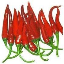 Fresh Red Chilli