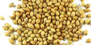 Coriander Seeds