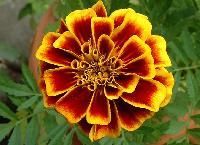 Marigold Flower