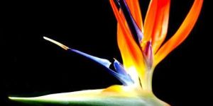 Bird Paradise Flower