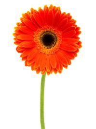 Orange Gerbera