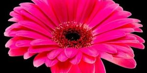 Pink Gerbera Flower