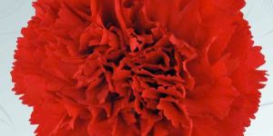 Red Carnation Flower