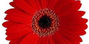 Red Gerbera Flower