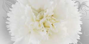 White Carnation Flower