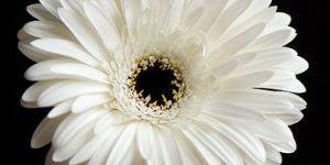 White Gerbera Flower