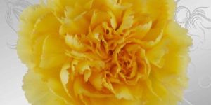 Yellow Carnation Flower