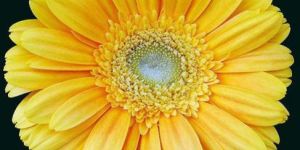 Yellow Gerbera Flower