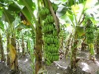 Banana Plants