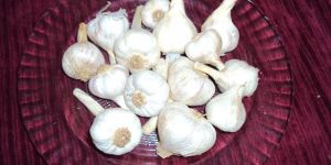 Garlic