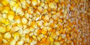 Yellow Maize