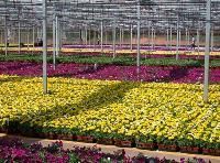 Floriculture Plants
