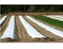 Non Woven Fabric Crop Covers
