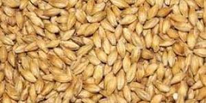 Barley Seeds