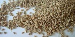 Carom Seeds