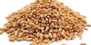 Wheat Seeds