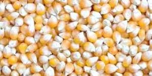 Yellow Maize Seeds