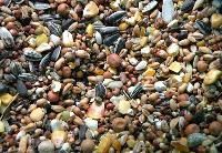 Bird Seeds