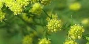 Artemisia Annua