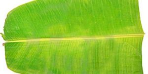 Banana Leaf