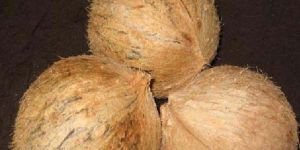 Semi Husked Coconuts