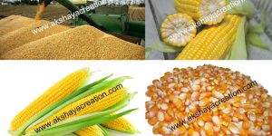 Yellow Maize
