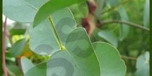 Eucalyptus Oil