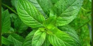 Peppermint Oil