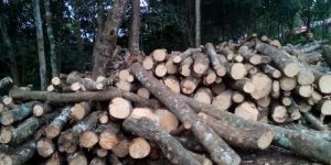 Rubberwood
