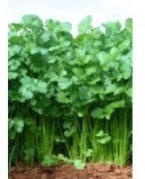 Hybrid Coriander Seeds
