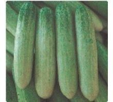 Hybrid Cucumber Seeds