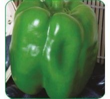 Hybrid Sweet Pepper Seeds
