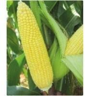 Sweet Corn Seeds