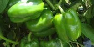 Green Capsicum