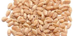 Wheat Seeds