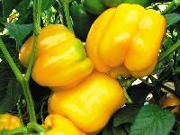 Yellow Color Capsicum