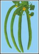 Super Selection Long Melon Seed