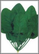 Spinach Seeds