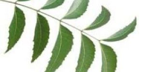 Neem Tea