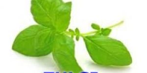 Tulsi Oil