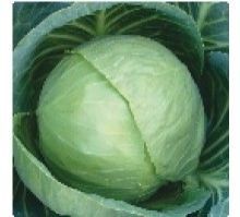 Hybrid Cabbage Seeds