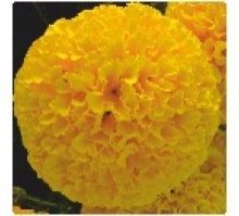 Hybrid Marigold Seeds