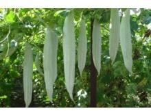 Hybrid Snake Gourd