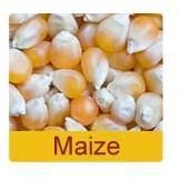 Yellow Maize